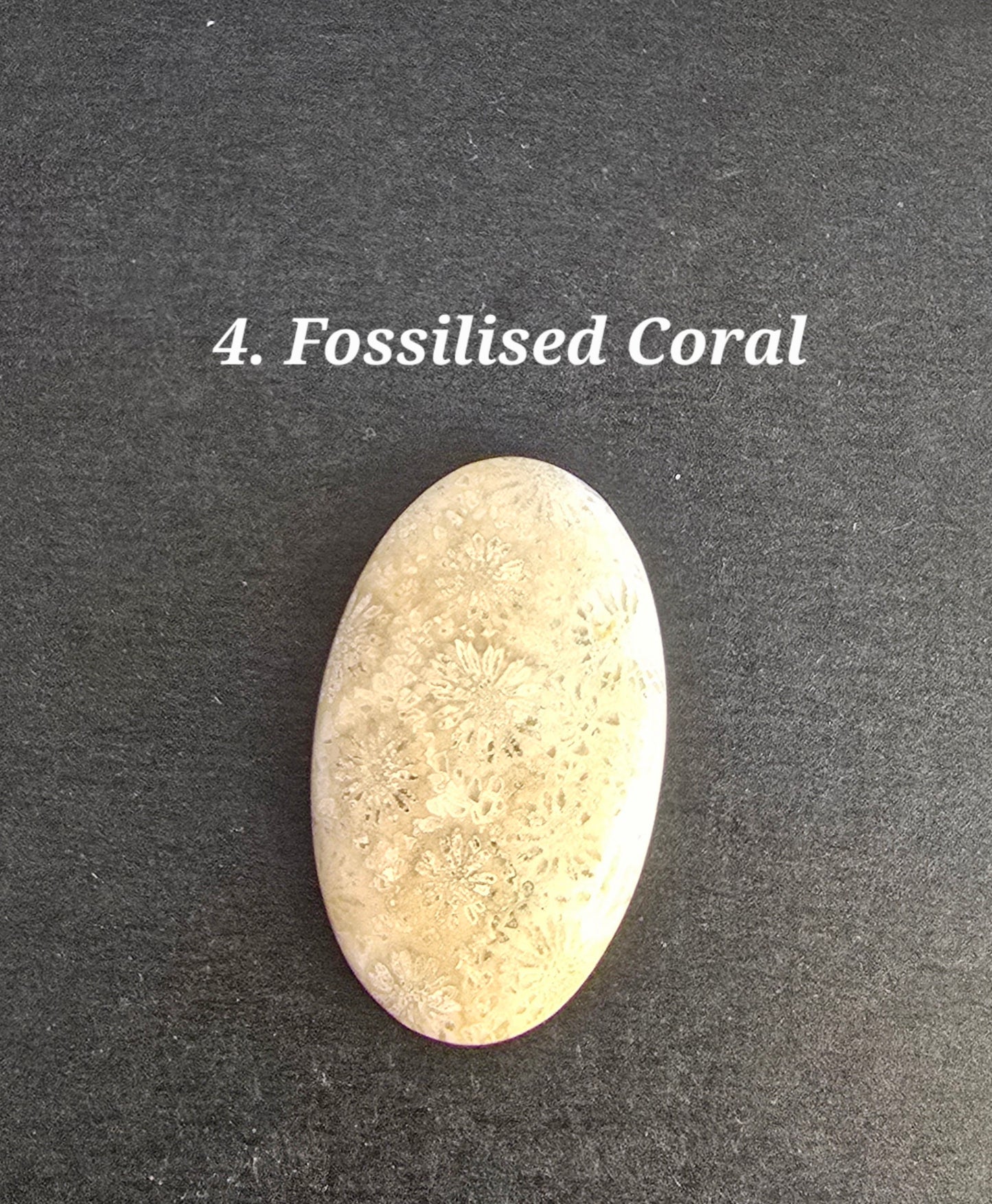 Fossilsed Coral