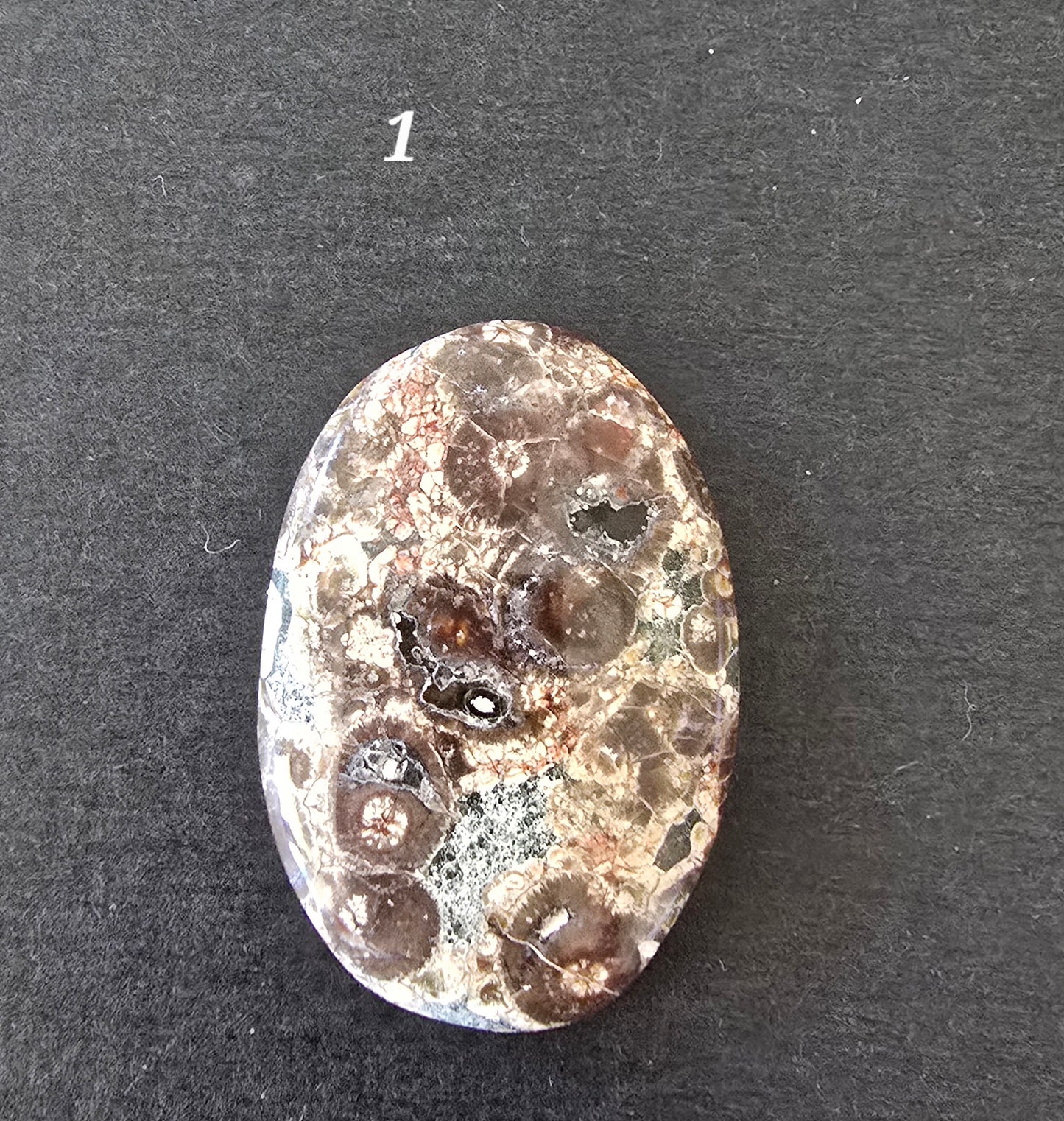 Turritella - Various Shapes and Sizes