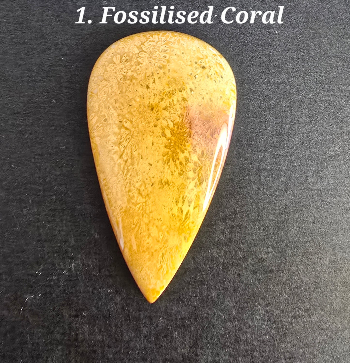 Fossilsed Coral