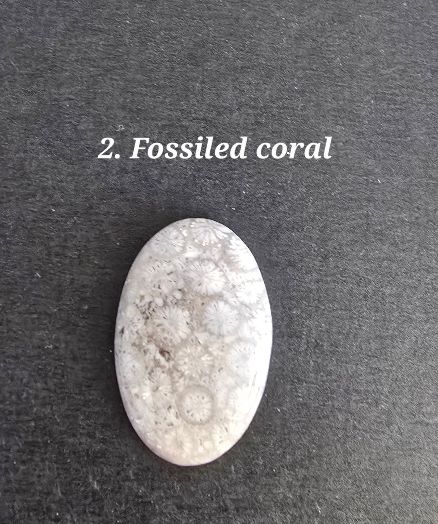 Fossilsed Coral