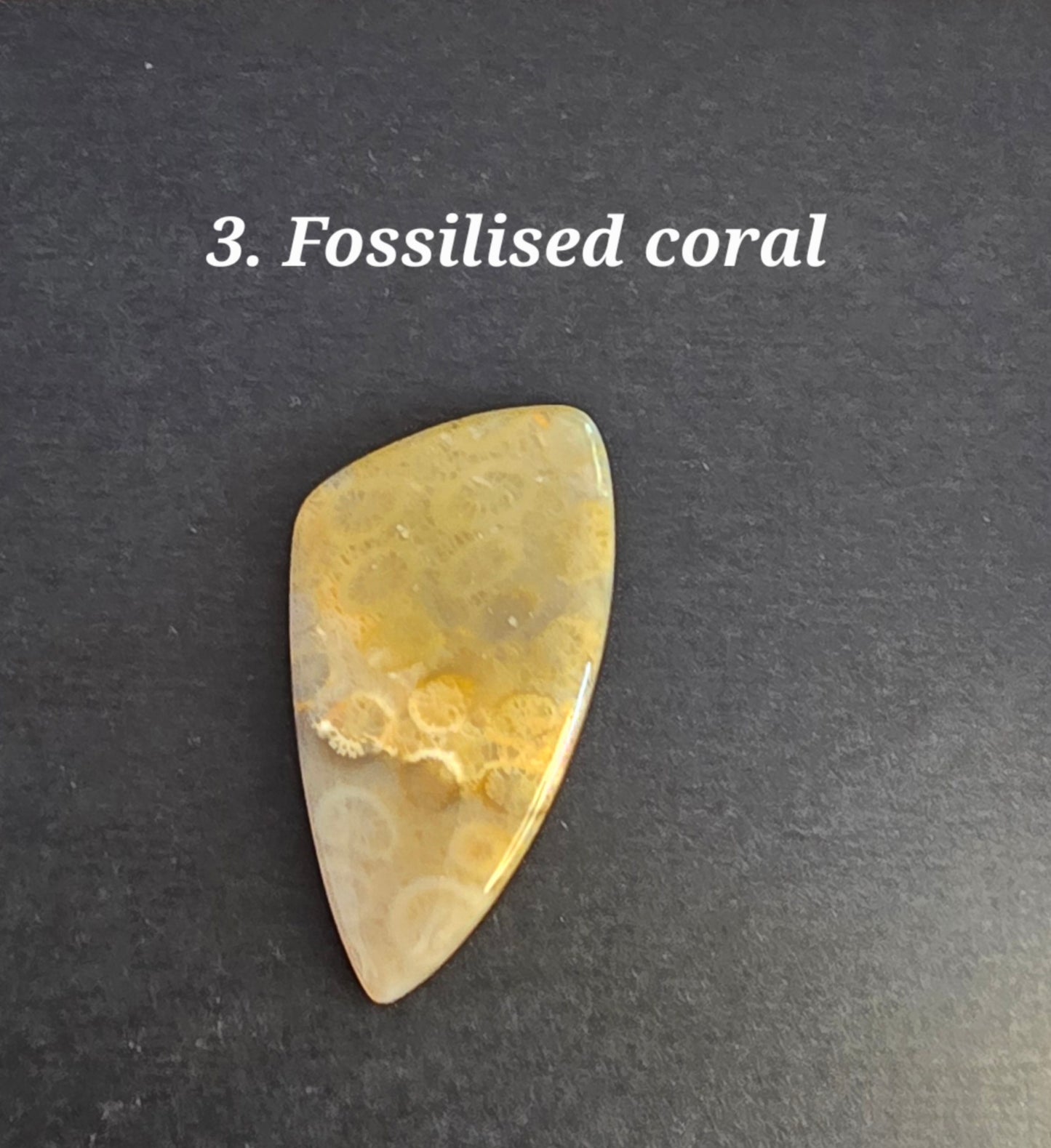 Fossilsed Coral