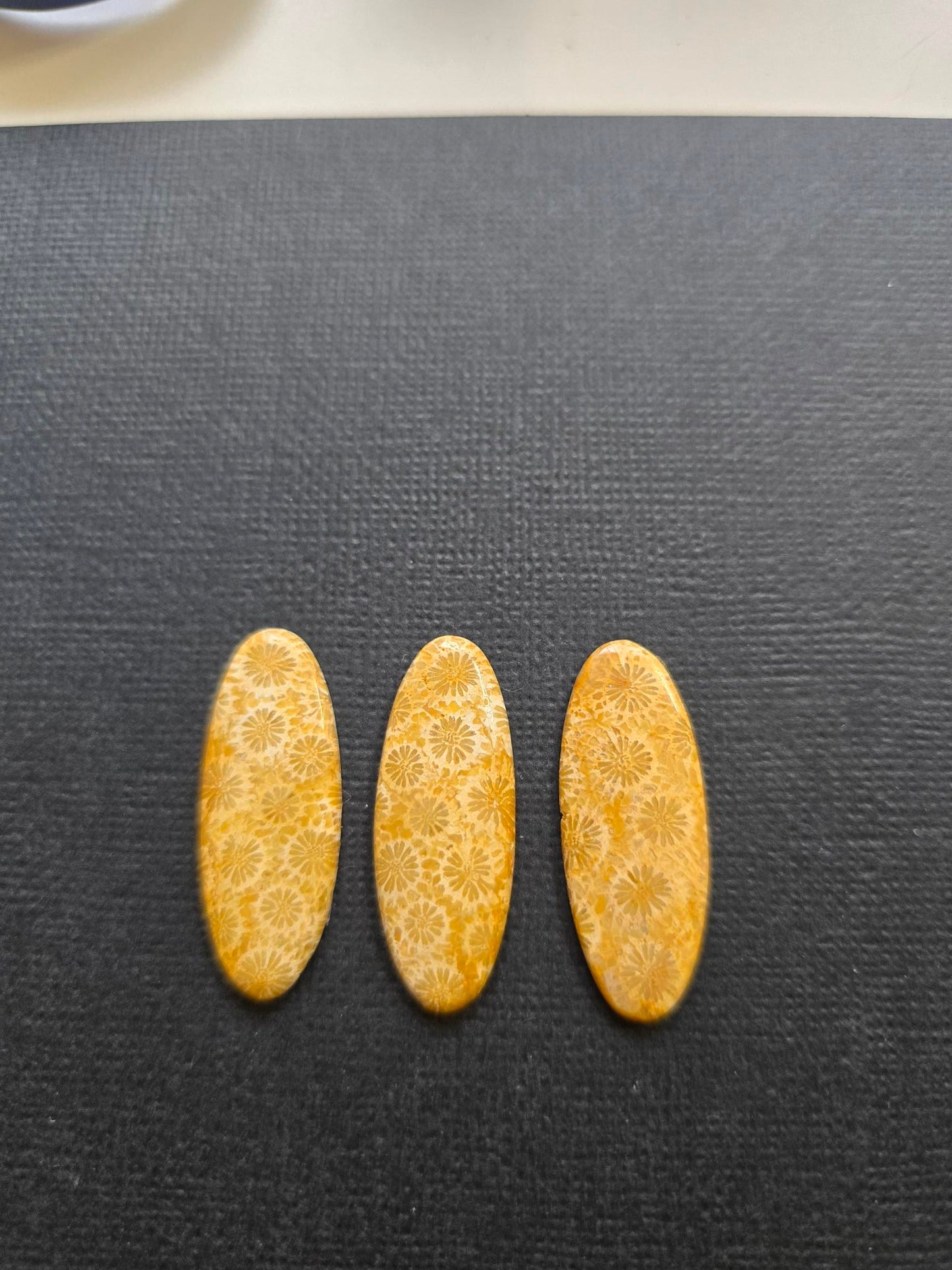 Fossilised Coral - set of 3