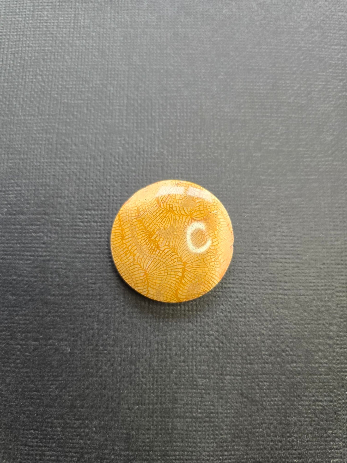 Fossilised Coral set of 2